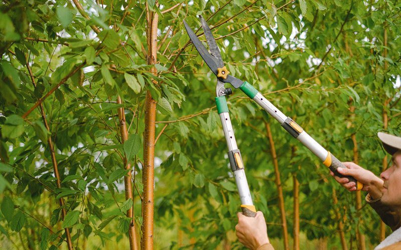 Tree trimming in Camby, IN